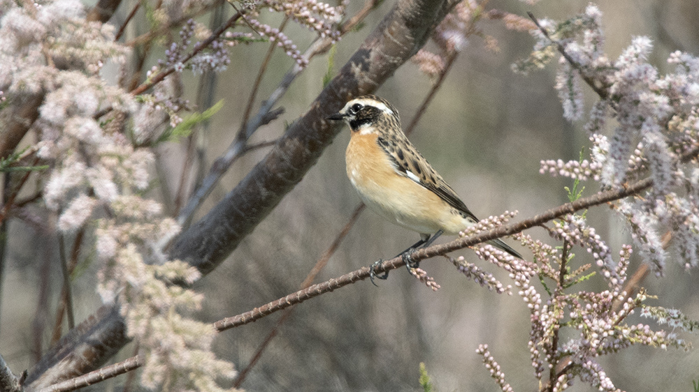 Whinchat